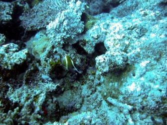 File-0080