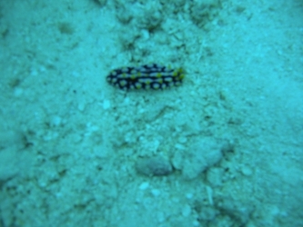 File-0233