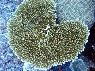 File-0285