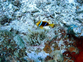 File-0290