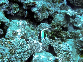 File-0294