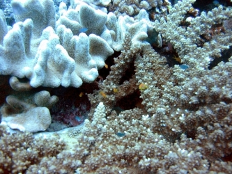 File-0305